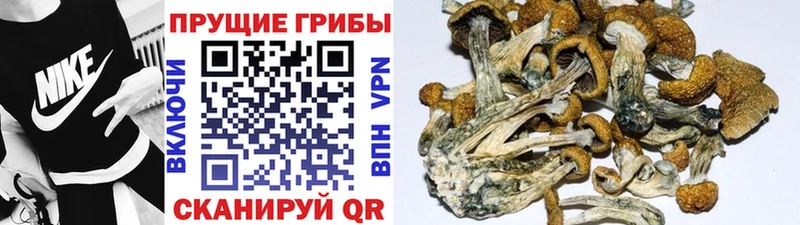Купить где  Миньяр  Псилоцибиновые грибы прущие грибы 